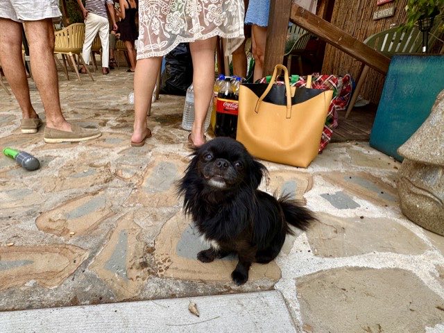 A small black dog among the guests